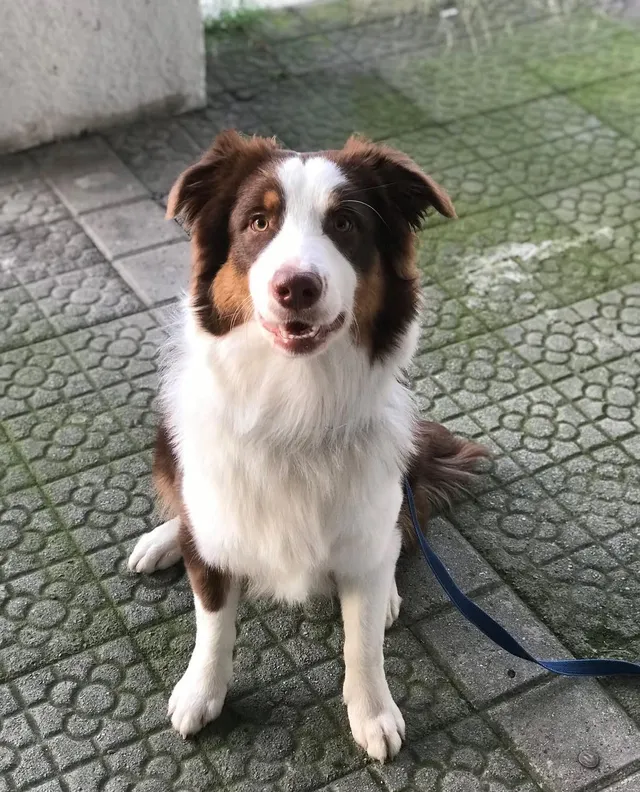 Blu