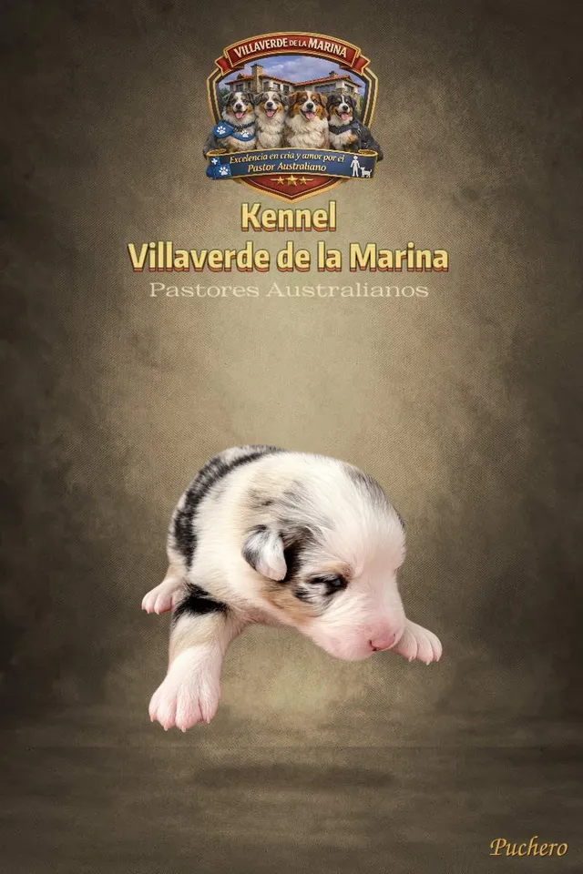 Puchero
