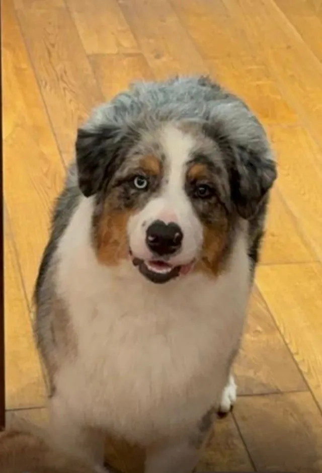 Blu