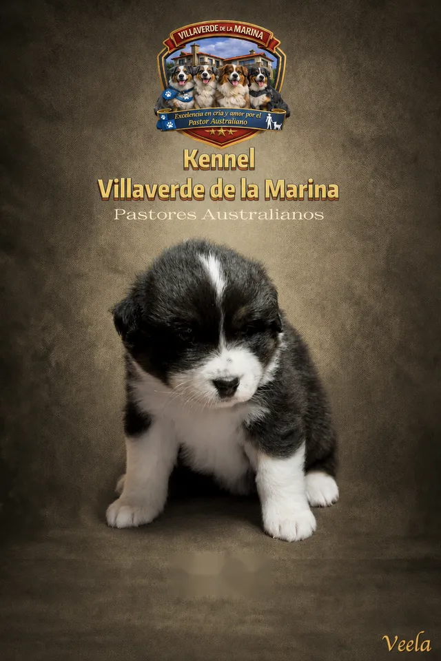 Veela