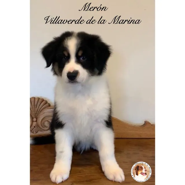 Merón