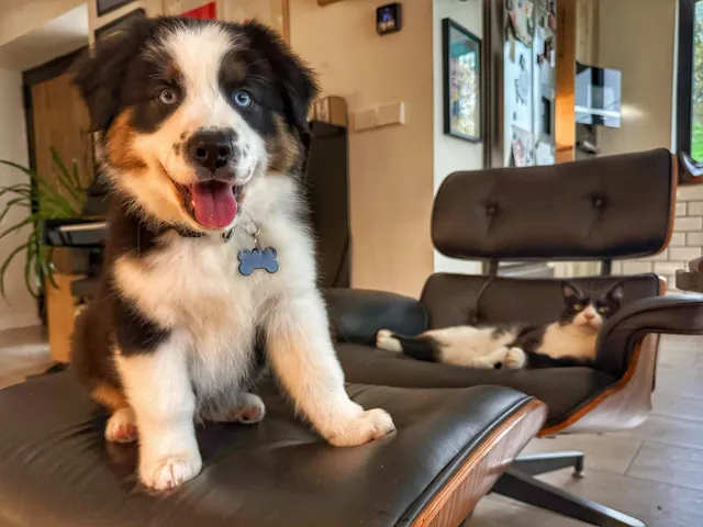 Koda